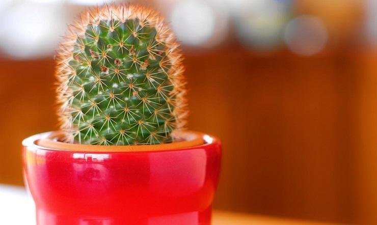 Trandafirul sau Cactusul?