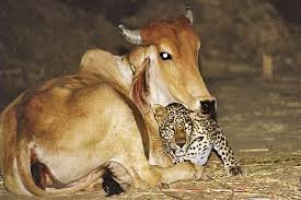 Mama adoptiva a unui leopard
